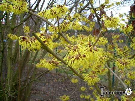 Foto's van uw Tuinplanten