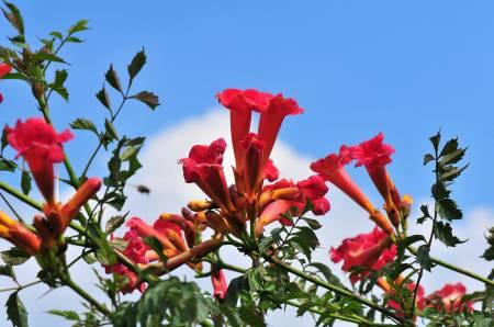 Bloemen & Planten