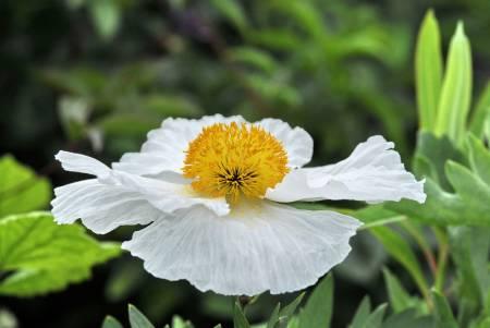 Tropische Planten & Kamerplanten