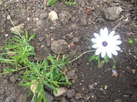 Bloemen & Planten