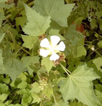 Bloemen & Planten