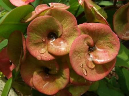 Tropische Planten & Kamerplanten