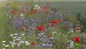 Planten & Tuinbenodigdheden