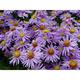 Aster dumosus 