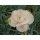 Dianthus 