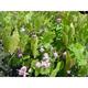 Epimedium grandiflorum 