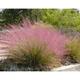 Muhlenbergia capillaris