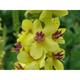 Verbascum nigrum