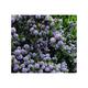 Ceanothus hybr. 