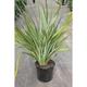 Phormium tenax