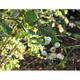 Symphoricarpos albus