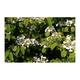 Viburnum plic. 