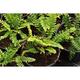 Polystichum aculeatum