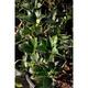 Osmanthus fortunei (=aquifolium)