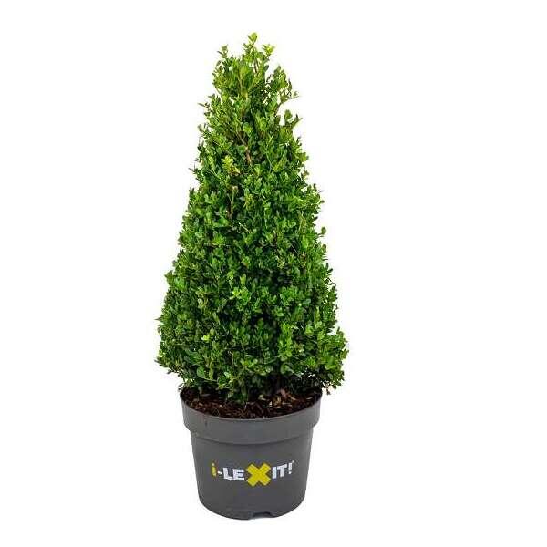 Japanse Hulst - Ilex Crenata 'Dark Green' - Haagplanten - Planten ...