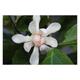 Calycanthus 