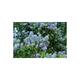 Ceanothus impr. 