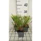 Hakonechloa macra 