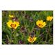 Coreopsis grand. 