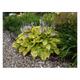 Hosta hybr. 