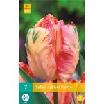 Tulipa Apricot Parrot - Parkiet tulp (7 stuks)