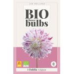 Dahlia 'Avignon' - bio flowerbulbs