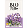 Crocus Tommasinianus Ruby - bio flowerbulbs