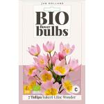 Bio Tulp 'Bakeri Lilac Wonder' - bio flowerbulbs