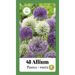 Allium paars/wit voor 1 m² (40 stuks)