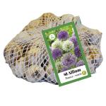 Allium paars/wit voor 1 m² (40 stuks)