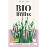 Bio Narcis 'Gravetye Giant' - bio flowerbulbs (3 stuks)