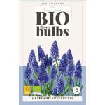 Bio Muscari 'Armeniacum' - bio flowerbulbs (10 stuks)