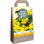 Tanacetum vulgare - Help nature grow (3 stuks)