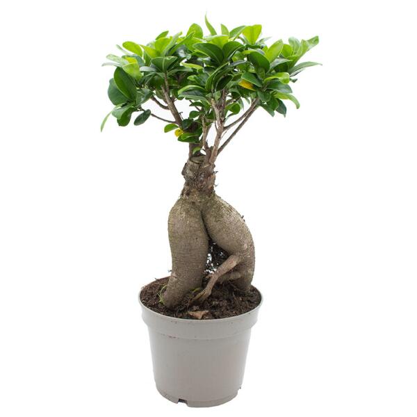  - Ficus 'Ginseng' - bonsai 30 cm