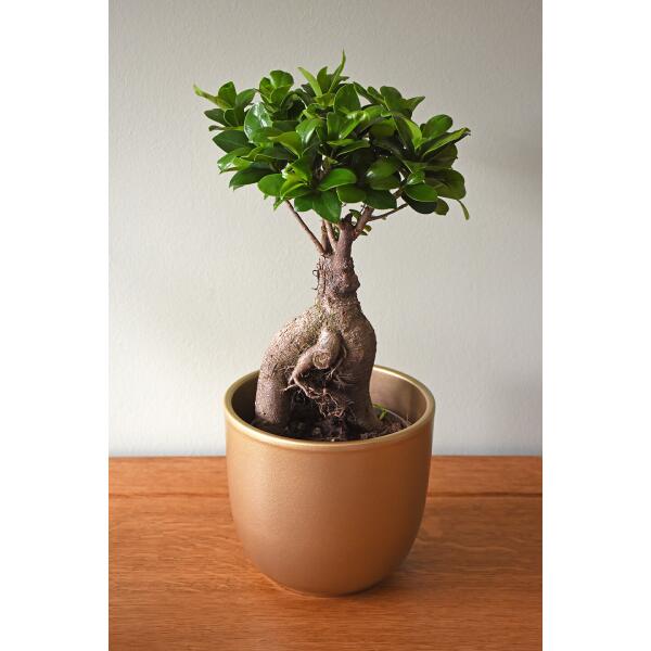  - Ficus 'Ginseng' - bonsai 30 cm