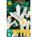 Iris hollandica - wit (25 stuks)