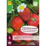 Fragaria Ostara - aardbeien (5 stuks)