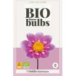 Bio Dahlia Hartenaas - bio flowerbulbs (1 stuks)