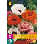 Papaver Orientale Mix