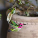 Anna's kolibrie in lindenhout - handgemaakt