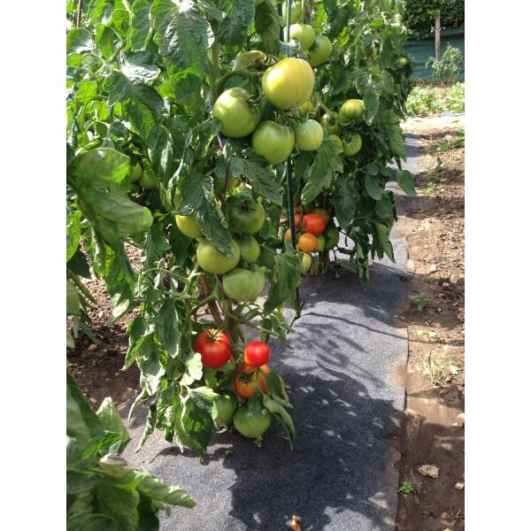  - Gronddoek tomaten en aardbeien 60 cm x 5m
