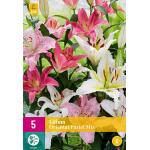 Lilium Oriental Pastel mix - Orientaals (5 stuks)
