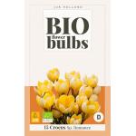 Crocus Sp. Romance - Bio flowerbulbs (15 stuks)