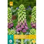 Fritillaria persica Purple Favorite (1 stuks)