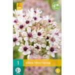 Allium Silver Spring (1 stuks)