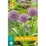 Allium Party Balloons (1 stuks)