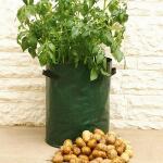 Aardappel kweekzak groen (3 stuks)