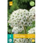 Allium Nigrum - Grootbloemig