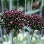 Allium atropurpureum