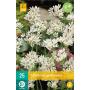 Allium Neapolitanum - sierui (25 stuks)